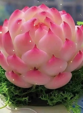 法兰西玫瑰多肉植物大颗组合贵货盆栽办公桌面阳台花卉法师好养