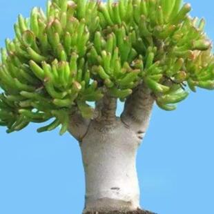 吸财树大老桩多肉又名筒叶花月盆栽 趣味观叶型植物玉树卷马蹄角