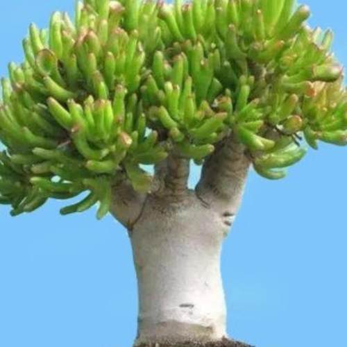 吸财树大老桩多肉又名筒叶花月盆栽 趣味观叶型植物玉树卷马蹄角
