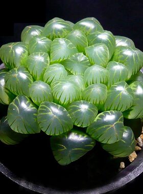 玉露多肉植物十二卷花卉属鸡玉露姬玉露草玉露黄金玉露室内盆栽