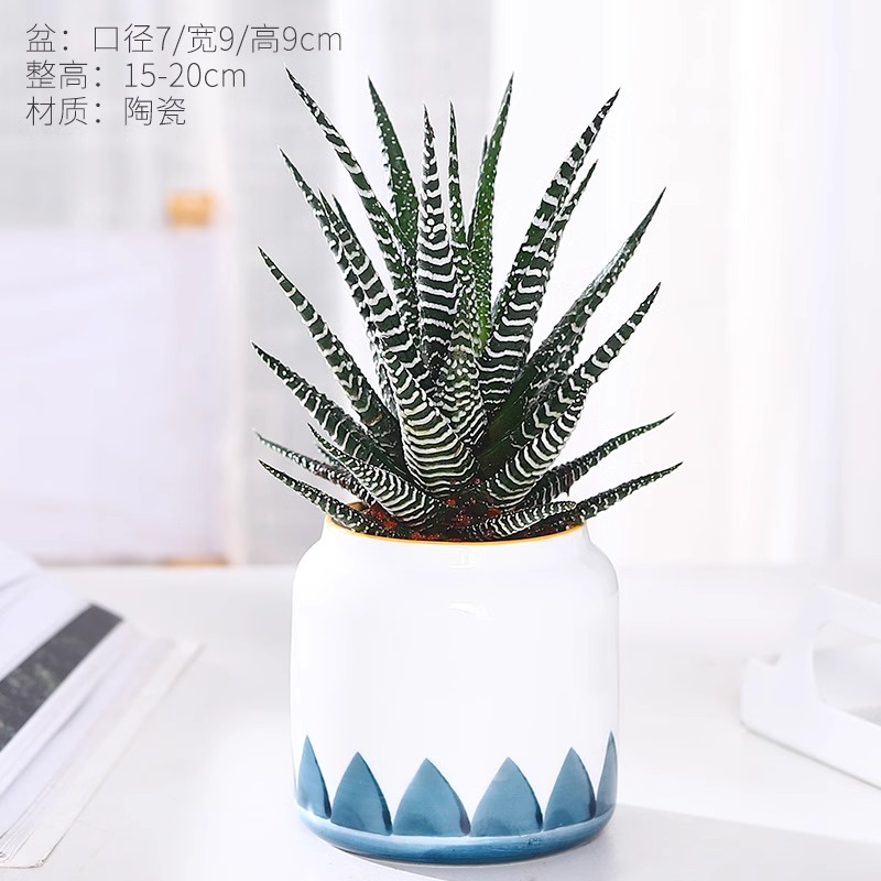 条纹十二卷12卷多肉植物花卉好养办公室内桌面小绿植创意盆栽