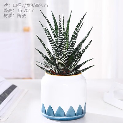 条纹十二卷12卷多肉植物花卉好养办公室内桌面小绿植创意盆栽