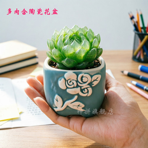 新款客厅花卉大棵樱水晶玉露多肉植物白银寿十二卷多肉绿植花卉