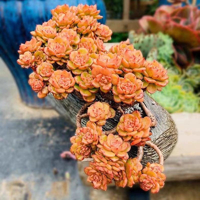 蜡牡丹老桩 腊牡丹 多肉植物 肉肉植物 萌肉肉组合盆栽,鲜花速递/花卉仿真/绿植园艺,多肉植物,淘宝优惠券,粉丝福利购,淘宝优惠卷