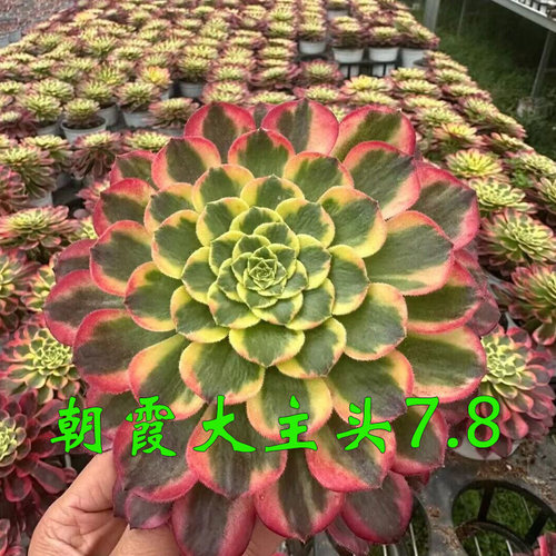 朝霞锦法师多肉老桩植物覆轮锦法师变异新种苗大颗好养