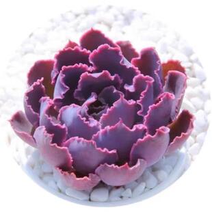 紫色多肉植物晚霞之舞老桩容易养多肉花卉绿组合盆栽花卉特玉莲