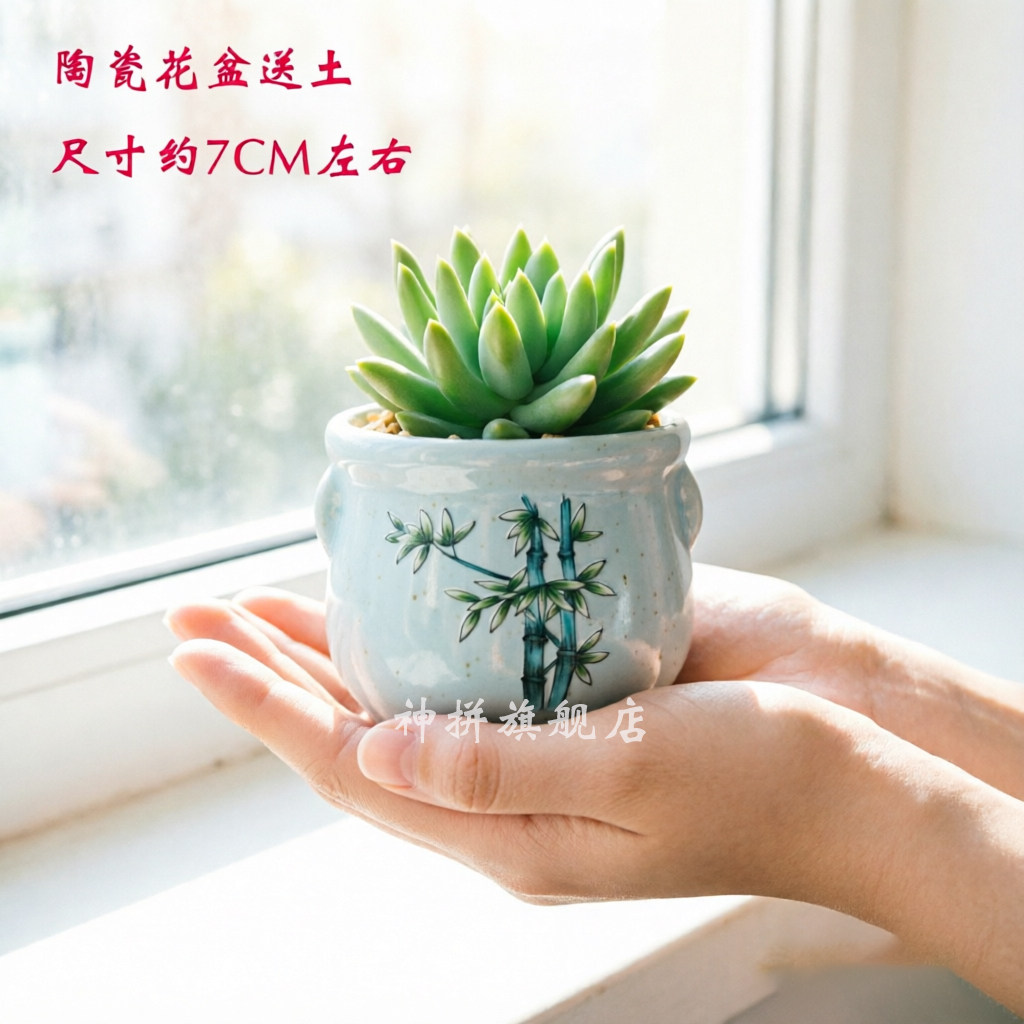 玉珠莲千佛手多肉植物盆栽花卉花卉新手肉肉绿植群生法师包邮