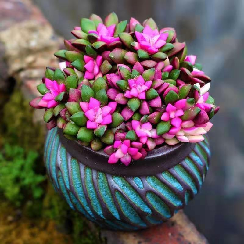 【推荐】吹雪之松锦多肉植物热门盆栽室内绿植花卉四季好养懒人花