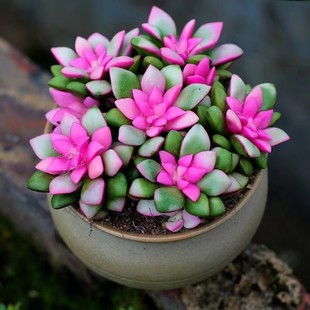 吹雪之松锦多头群生多肉植物盆栽肉肉新手植物办公室创意花卉绿植