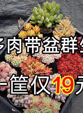 组合多肉植物大颗好养包邮好养