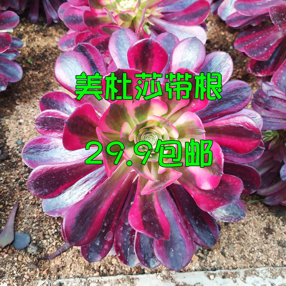 美杜莎带崽3侧芽以上多肉植物小老桩稀有品种贵货法师肉肉花卉