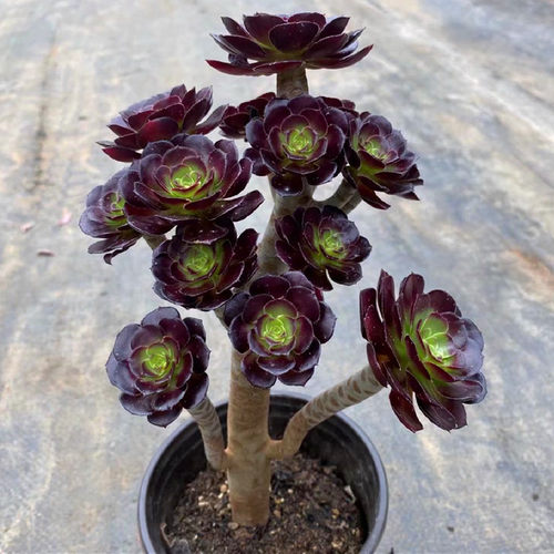 高级精品老桩黑武士法师多肉植物大颗好养室内花卉花卉盆栽绿植