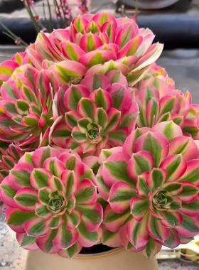 高档多肉植物超大颗粉韶华好养女巫老桩盆栽花卉美杜莎法师肉肉