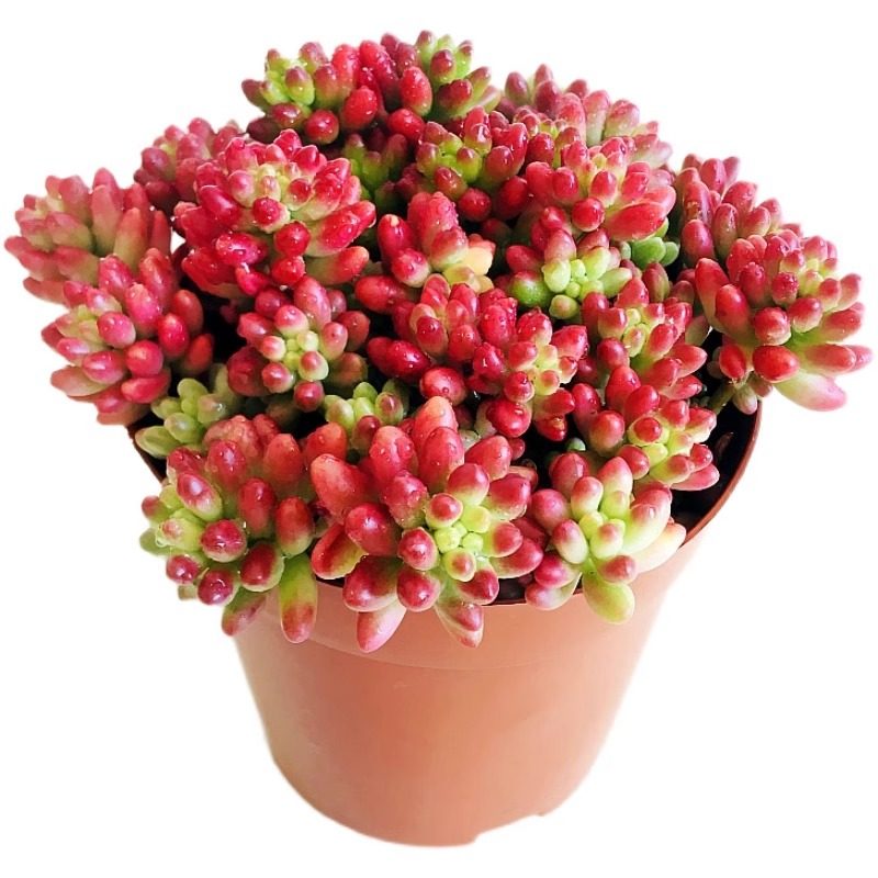 虹之玉多肉植物云南露养精养虹之玉锦室内阳台办公室花卉绿植盆栽