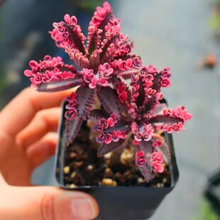 超大多肉植物落地生根不死鸟锦室内花卉绿植奇趣小盆栽四季好养活