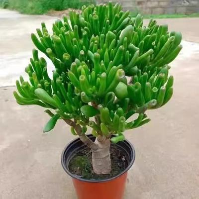 吸财树老桩桌面室内阳光绿植盆栽组合新手好养七彩招财猫纳福植物