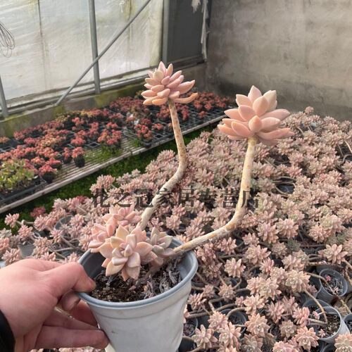 淡雪悬崖老桩幽灵公主群生红色多肉植物稀有大颗好养户外一颗包邮