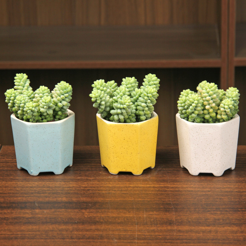 玉坠 多肉植物新玉缀 玉帘 新玉坠 新玉串 景天科多肉植物小盆栽,鲜花速递/花卉仿真/绿植园艺,多肉植物,淘宝优惠券,粉丝福利购,淘宝优惠卷