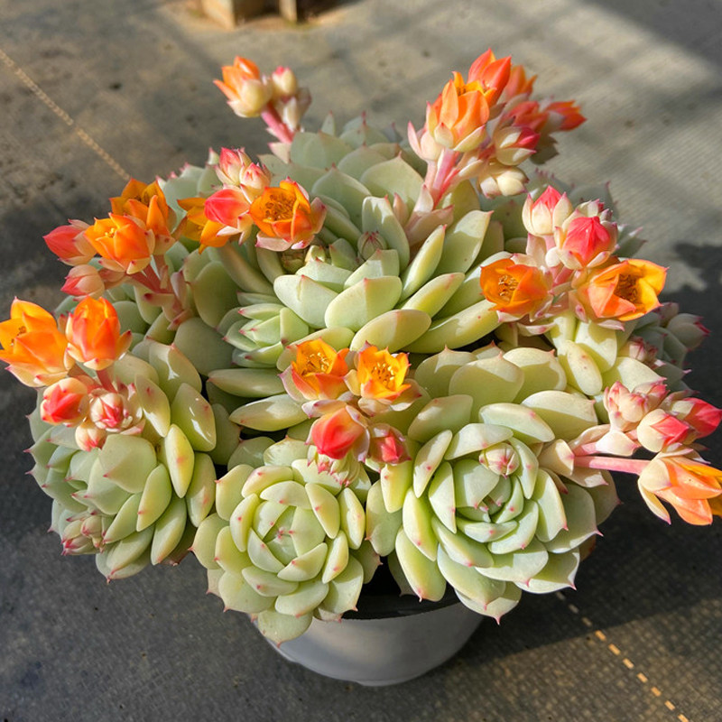 大颗多肉植物静夜老桩新手多肉植物办公室内花卉盆栽阳台防辐射