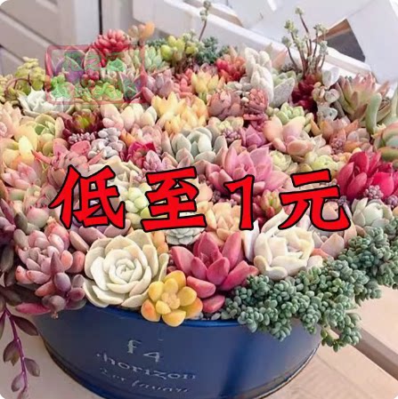 桃蛋多肉新款一整箱稀有品种贵货组合盆栽肉肉植物微景观新手套装