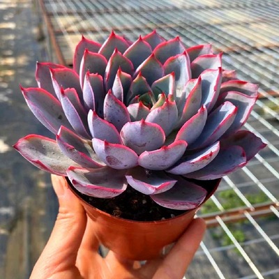 特大赫拉多肉植物阳台绿植