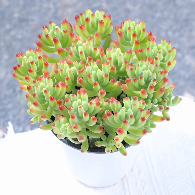 果冻乙女心 新手好养多肉植物老桩群生组合大棵清棚木质化老桩