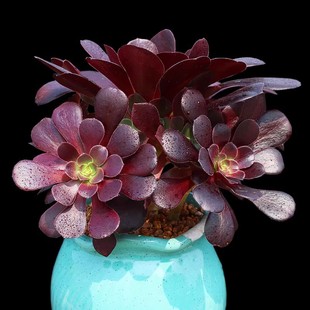 荷兰圆叶法师老桩多肉植物黑法师红覆轮花卉盆栽一物一拍巨型植物