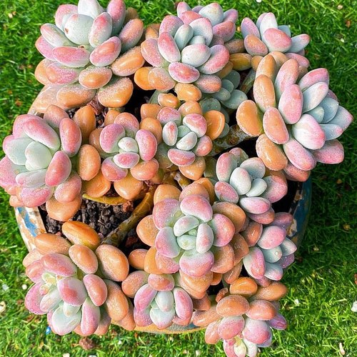 洛神洛可可克洛伊多肉植物大群生小群生多头