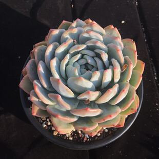 云南多肉 橙梦露 多肉植物布朗先生的多肉店阳台控养老桩一物一拍