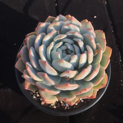 云南阳台多肉一物一拍