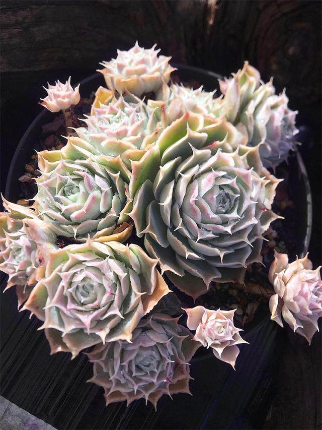 多肉 蓝丝绒 拉古娜皱叶月影 稀有多肉 花卉绿植盆栽组合