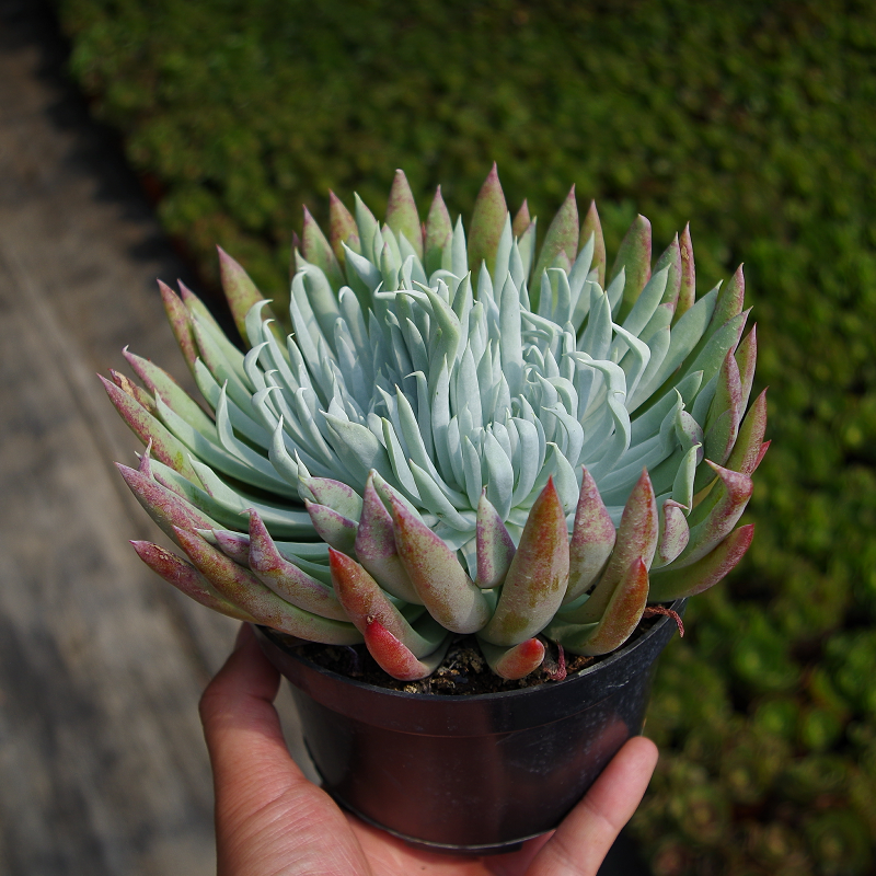 正版奴婢吉娜仙女杯稀有品种窗阳台桌面美观趣味小盆栽花卉绿植