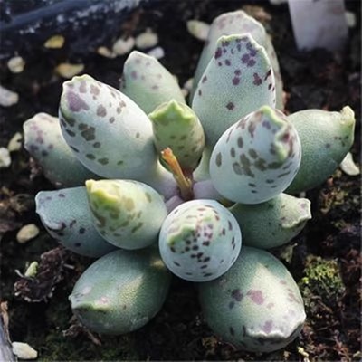 海豹多肉植物水泡系超萌花卉盆栽绿植促销满包邮多多花房