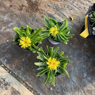 佛手掌佛手托金盆栽 多肉植物 可以开花包邮裸根阳台趣味萌肉