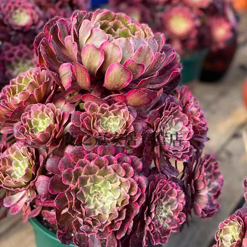 木质老桩稀有法师水墨画超大法师老桩盆栽多肉植物新手好养活