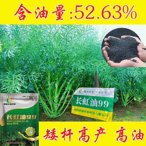 长虹油99高产杂交油菜种子抗病矮杆抗倒伏双低健康油菜籽四川油菜