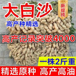 大白沙花生原种矮秆早熟花生种子高产农科院新种抗病抗旱薄壳大粒