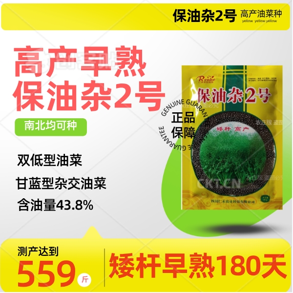 油菜种子强黄籽杂交四川高产抗病