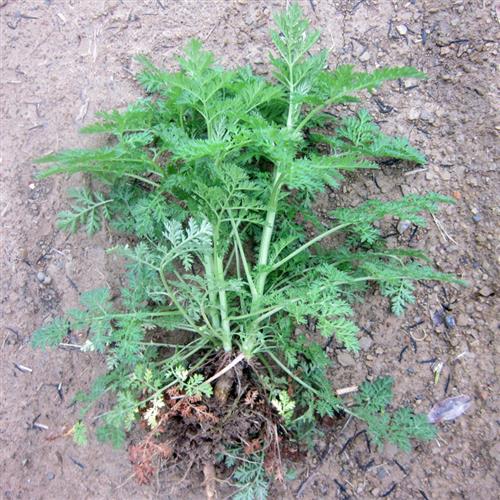 酉阳武陵山绿植原生青蒿苗 黄花蒿 艾蒿 苦蒿药材盆栽香蒿 包邮