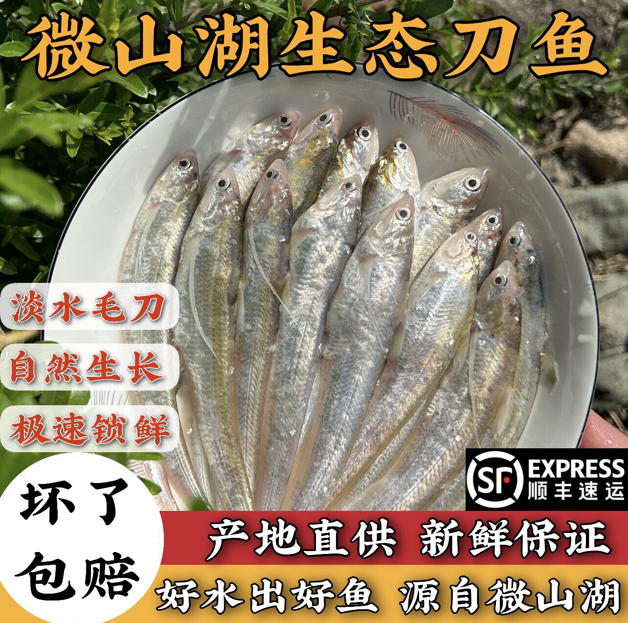 微山湖淡水生态特大中号刀鱼凤尾鱼毛刀鱼酒店饭店油炸油煎清蒸