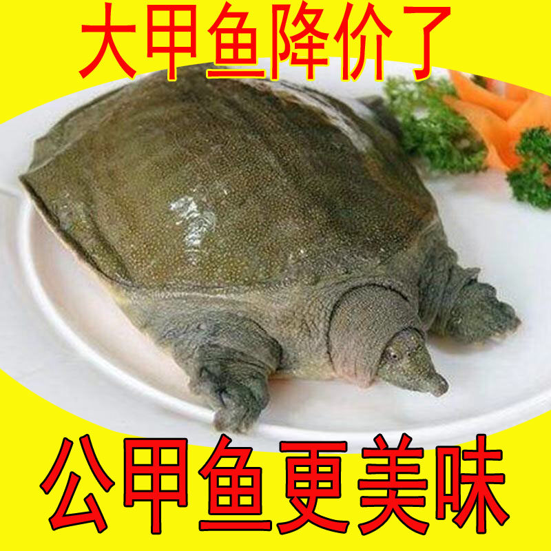 【足斤】3斤大甲鱼青黄背冷水外塘 鲜活公甲鱼活大甲鱼鲜活食用,水产肉类/新鲜蔬果/熟食,甲鱼,淘宝优惠券,粉丝福利购,淘宝优惠卷