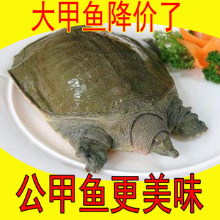 【足斤】3斤大甲鱼青黄背冷水外塘 鲜活公甲鱼活大甲鱼鲜活食用