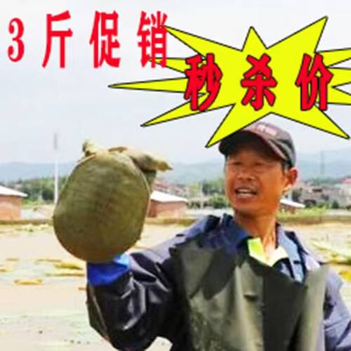 【足斤】3大甲鱼鲜活食用水王