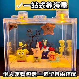 海绵宝宝桌面生态缸迷你礼盒款 海星派大星活宠物海星饲养套餐套装