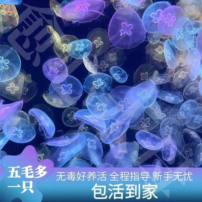 水母活物宠物煎蛋桌面观赏