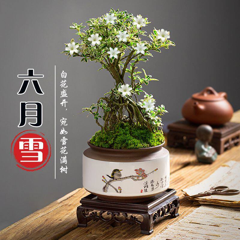 金边提根六月雪盆景花卉绿植悬崖微造型迷你植物老桩盆栽桌面茶桌