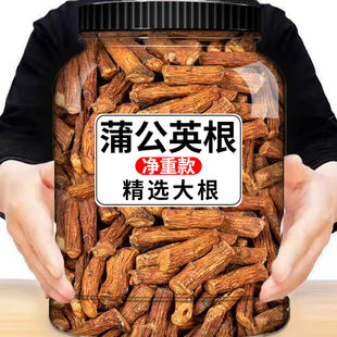 长白山蒲公英根茶中药材500g正品特级种植大根婆婆丁官方旗舰店