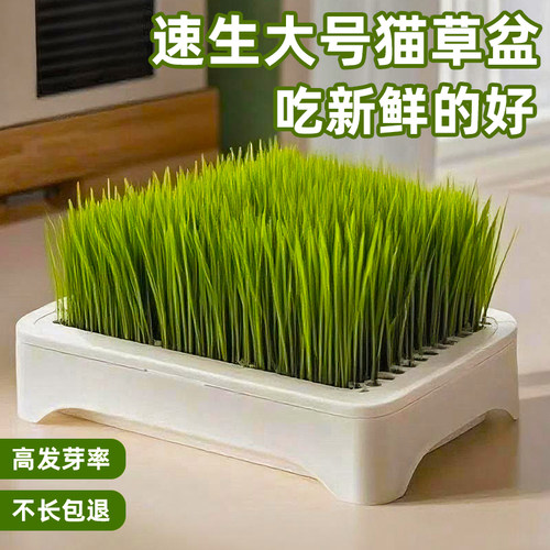 宠物猫咪零食猫草水培盒