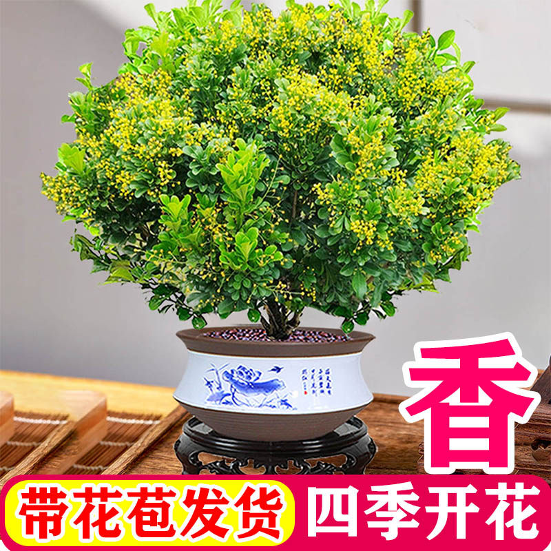 香水米兰花盆栽花卉绿植阳台植物图片