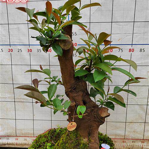 精品乌饭吊茄子小老桩树桩盆景熟桩水果树庭院室内防辐射阳台绿植